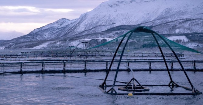 Alphabet X's Latest Spinout Brings Computer Vision and Artificial Intelligence to Salmon Farms tidal arctic